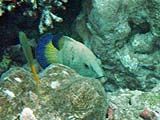 Peacock Grouper in Ao Mai Ngam, Koh Surin
