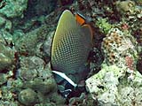 White Collar Butterflyfish in Ao Mai Ngam, Koh Surin