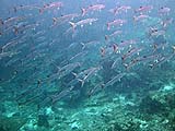 Barracuda in Ao Pak Kaad, Koh Surin