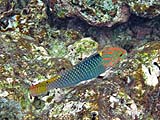 Checkerboard Wrasse in Ao Pak Kaad, Koh Surin