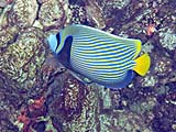 Emporer Angelfish in Ao Pak Kaad, Koh Surin