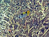 Falcula Butterflyfish in Ao Pak Kaad, Koh Surin