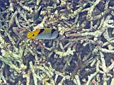 Falcula Butterflyfish in Ao Pak Kaad, Koh Surin