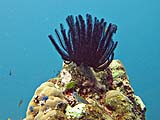 Feather Star in Ao Pak Kaad, Koh Surin