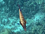 Indian Sailfin Tang in Ao Pak Kaad, Koh Surin