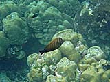 Indian Sailfin Tang in Ao Pak Kaad, Koh Surin