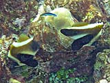 Phantom Bannerfish in Ao Pak Kaad, Koh Surin