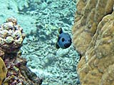 Pufferfish in Ao Pak Kaad, Koh Surin