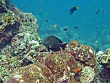 Striated Surgeonfish in Ao Pak Kaad, Koh Surin