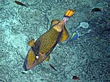 Titan Triggerfish in Ao Pak Kaad, Koh Surin