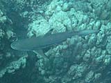 Black-tip Reef Shark in Pineapple Bay, Koh Surin