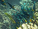 Blackeye Rabbitfish crashing Parrotfish party in Pineapple Bay, Koh Surin