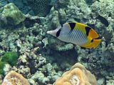 Falcula Butterflyfish in Pineapple Bay, Koh Surin