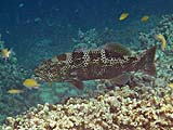 Grouper in Pineapple Bay, Koh Surin