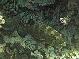 Grouper in Pineapple Bay, Koh Surin