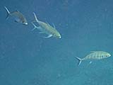 Jacks in Pineapple Bay, Koh Surin