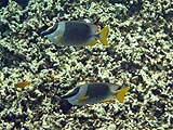 Magnificent Rabbitfish in Pineapple Bay, Koh Surin
