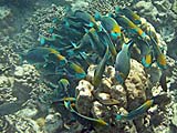 Parrotfish feeding frenzy in Pineapple Bay, Koh Surin