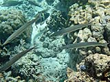 Small Barracuda in Pineapple Bay, Koh Surin