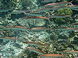 Small Barracuda in Pineapple Bay, Koh Surin
