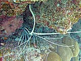 Spiny Lobster in Pineapple Bay, Koh Surin
