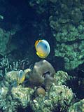 Indian Redfin Butterflyfish, off Mosquito Island