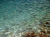 Abundant anchovies, Phi Phi Ley