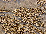 Fascinating patterns of sandballs on the beach, Pak Bara
