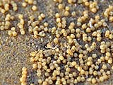 Tiny sand artist on the beach, Pak Bara