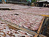 Freshly cleaned squid drying in the sun at Pranburi Marina