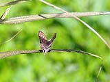 Butterfly at Thale Ban park