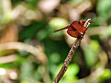Dragonfly at Thale Ban park