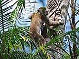 Monkey at Thale Ban park