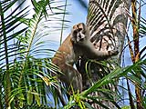Monkey at Thale Ban park