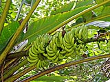 Wild bananas at Thale Ban park