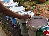 Partially fermented shrimp paste on Koh Yoh, Songkhla