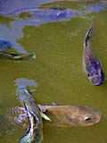 Curious fish in the pond, Songkhla National Museum