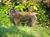 Monkey near Tang Kuan, Songkhla