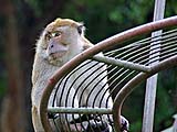 Monkey on ''fun boat'', Tang Kuan, Songkhla