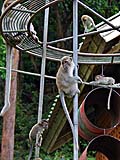 Monkeys on ''fun boat'', Tang Kuan, Songkhla