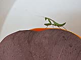Praying mantis on chedi elephant, Wat Pha Kho