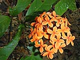 Orange blossom, Sra Morakot nature trail