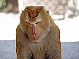 What are the deep thoughts of pig-tailed macaques?