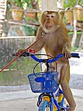 Dara riding a bicycle, Kadaejae Monkey School, Surat Thani