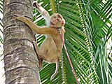 I wonder who tied that safety rope? Kadaejae Monkey School, Surat Thani
