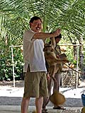 Jefferson playing coconut tree at Kadaejae Monkey School, Surat Thani (Courtesy of Amber Bullington)
