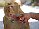 Modeling instruction, Kadaejae Monkey School, Surat Thani