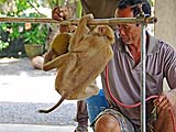 Spinning the coconut to break the stem, Kadaejae Monkey School, Surat Thani