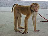 Young show monkey scanning the audience, Kadaejae Monkey School, Surat Thani