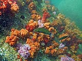Colorful soft corals near Koh Rawi, Tarutao Park